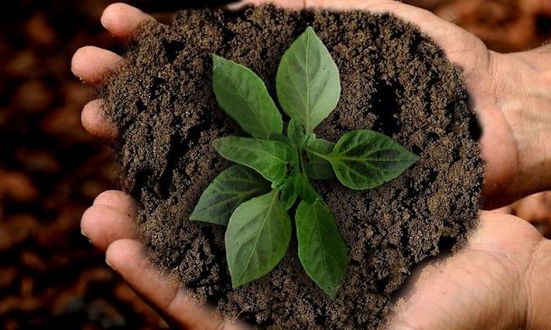 durable, vie, alimentation